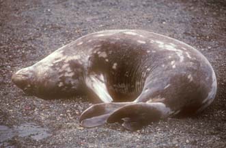 Weddell Seal at Whalers Bay, Deception Island