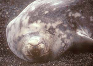 Weddell Seal at Whalers Bay, Deception Island