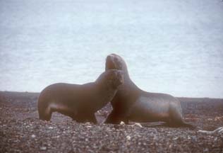 Amtarctic Fur Seals at Whalers Bay, Deception Island