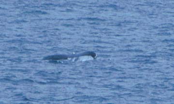 Humpback Whale Fluke