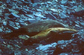 Southern Elephant Seals at Hannah Point 