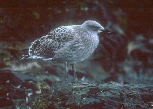 Kelp Gull at Hannah Point 