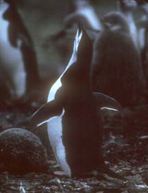 Chinstrap Penguin at Hannah Point 