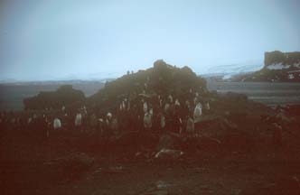 Penguin Rookery at Hannah Point 