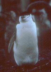 Chinstrap Penguin at Hannah Point 