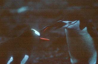 Gentoo and Chinstrap Penguins arguing at Hannah Point 