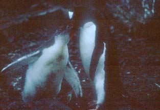 Gentoo Penguin Chicks feeding at Hannah Point 