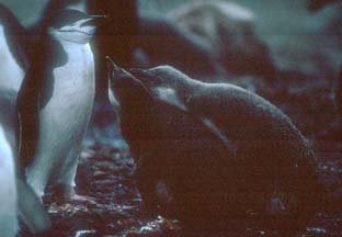 Chinstrap Penguin Chicks at Hannah Point 