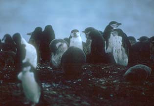 Chinstrap Penguin Rookery at Hannah Point 