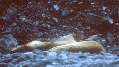 Southern Elephant Seal on Livingstone Island 