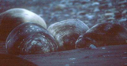 Southern Elephant Seal on Livingstone Island 