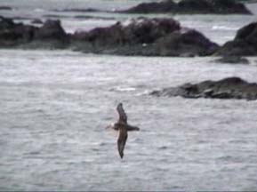 Giant Petrel near Hannah Point, Livingstone Island