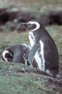 Magellanic Penguin on Carcass Island