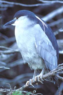 Black Crowned Night Heron  on Carcass Island