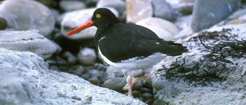 Pied Oystercatcher on Carcass Island