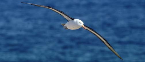 Black Browed Albatross