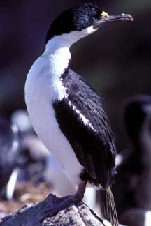 Blue Eyed Shag