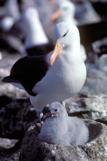 Black Browed Albatross with chick