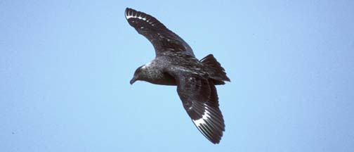 Falkland Skua 