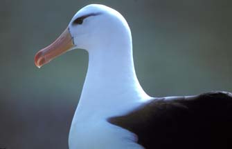 Black Browed Albatross