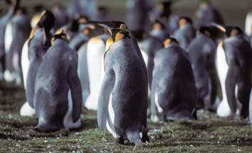 King Penguins at Volunteer Point