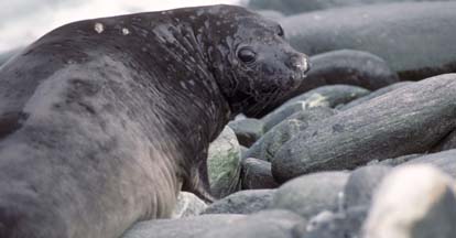 Elephant Seal at Cape Lookout 