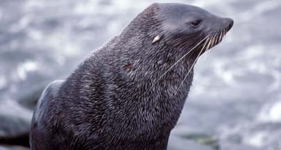 Antarctic Fur Seal at Cape Lookout 