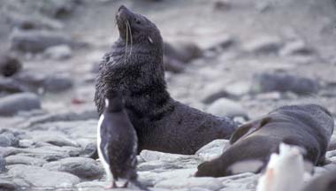 Antarctic Fur Seal at Cape Lookout 