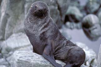 Antarctic Fur Seal at Cape Lookout 