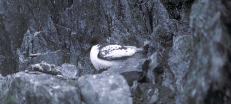 Cape Petrel nesting at Cape Lookout 