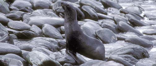 Antarctic Seal pictures from the antarctic voyage of the MV Hanseatic