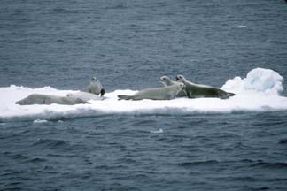 Crabeater Seals in the Weddell Sea