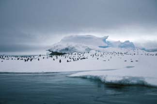 Ice Floe off Paulet Island