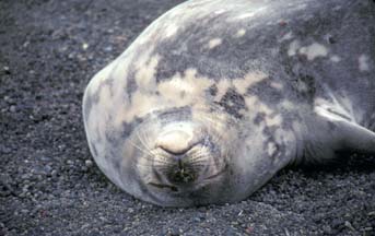 Weddell Seal at Whalers Bay, Deception Island