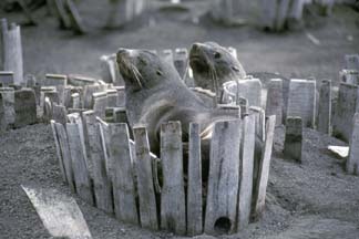 Whale oil barrels and Antarctic Fur Seals, Deception Island