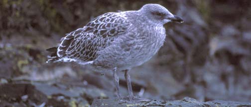 Kelp Gull at Hannah Point 