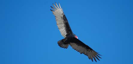 Turkey buzzard