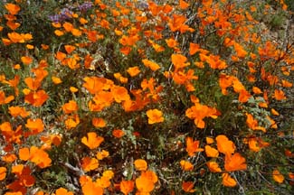 California Poppies