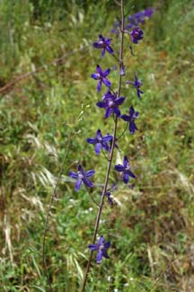 Larkspur