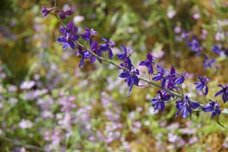 Larkspur