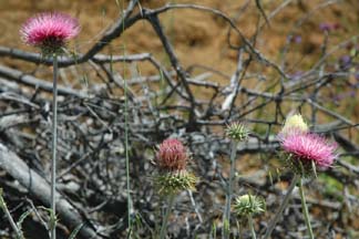 Thistle