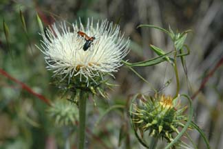 Thistle