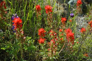 Indian Paintbrush