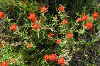 Indian Paintbrush