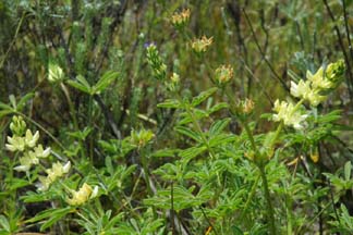 Yellow Lupine