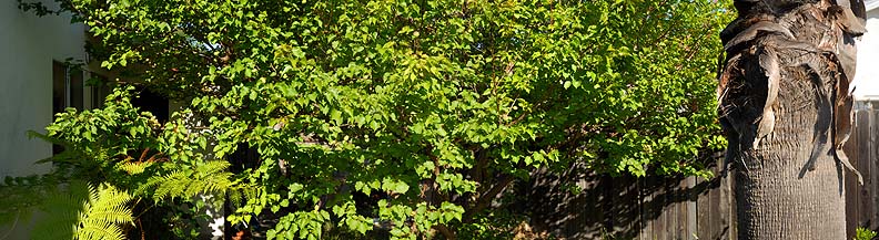 Apricot Tree