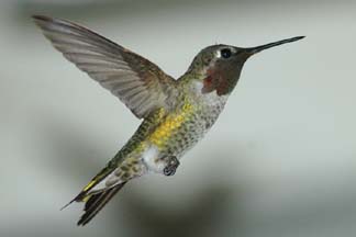 Hummingbird