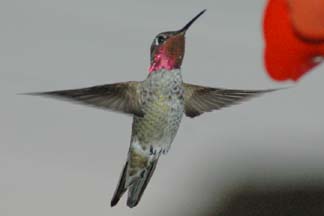 Hummingbird