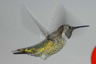 Hummingbird