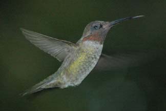 Hummingbird